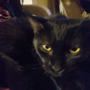 Meet your Posher, Holly berry